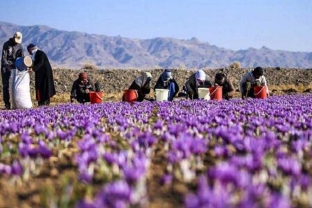 پیش بینی برداشت ۳۵۰ کیلوگرم زعفران در رابر | خبر کرمان