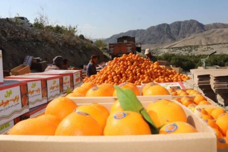 نهمین جشنواره ملی مرکبات جنوب برگزار می‌شود | خبر کرمان