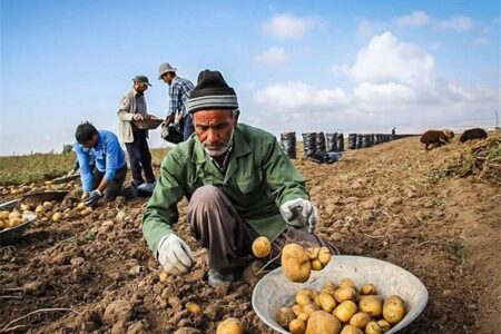 بحران سرمازدگی و کاهش تولید سیب‌زمینی در جنوب کرمان | خبر کرمان